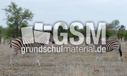 Zebra (5 von 28).jpg